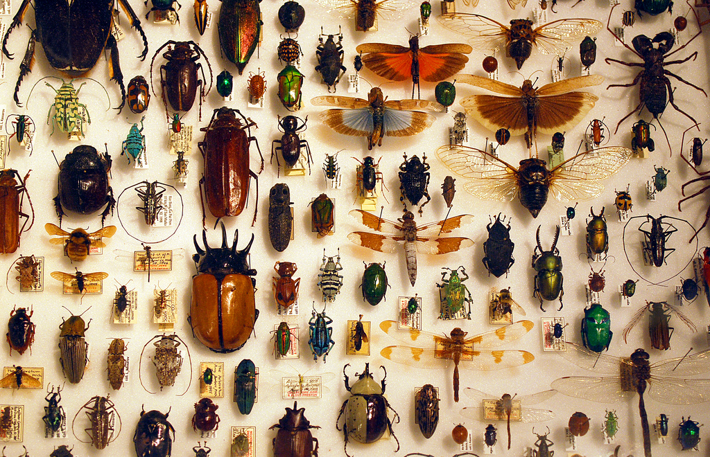 Insect collection. Photographs by Barta IV