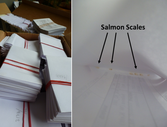 Paper envelopes containing salmon scales for our genetic study.
